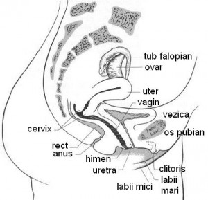 Aparatul reproducator feminin